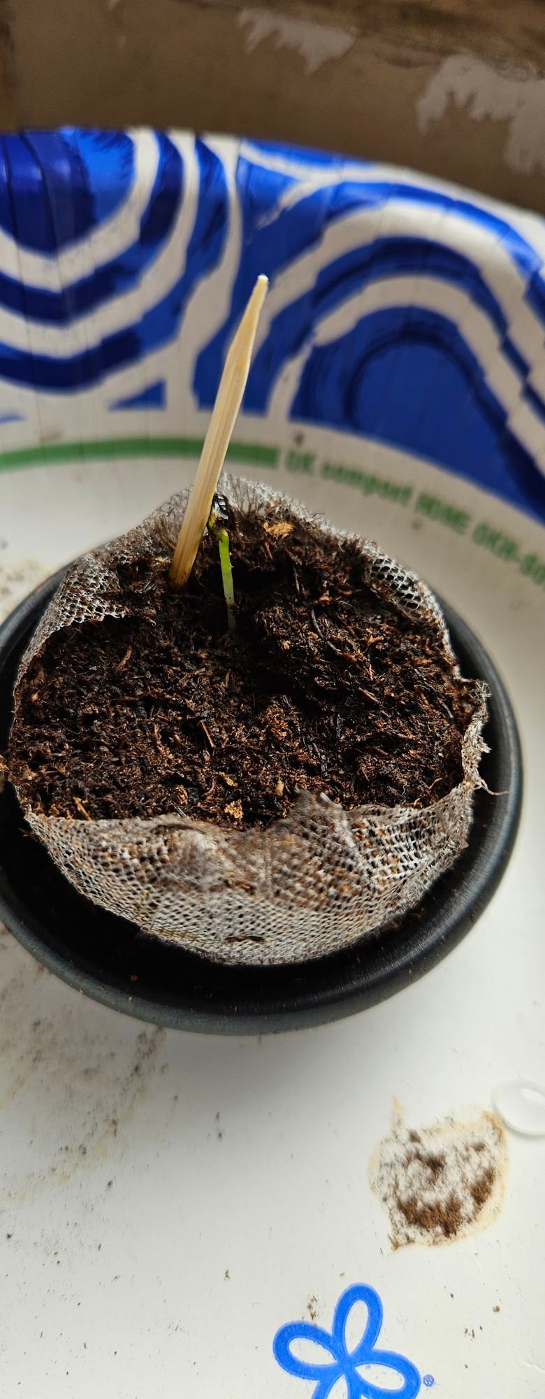 Bonsai Buddy